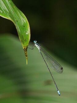 Platycnemididae-Kadavoor-2018-08-16-001.jpg