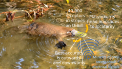 Platypus electrolocation.svg