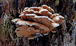 Pleurotus pulmonarius mushroom on the side of a tree