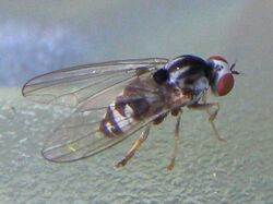 Polyporivora-picta-Platypezid-fly-20111015a.jpg