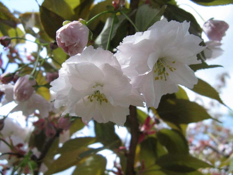 File:Prunus serrulata - flowers close-up.jpg