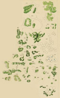 Pseudendoclonium submarinum Wille plate 3.jpg