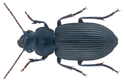 Pseudognathaphanus punctilabris W.S. MacLeay, 1825 (25938937593).png