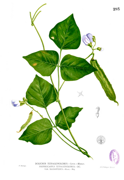 Psophocarpus tetragonolobus Blanco2.293.png
