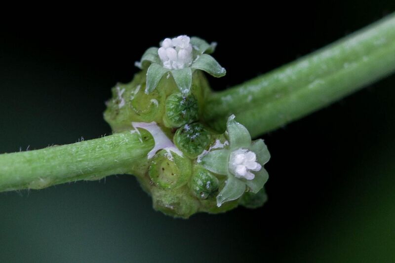 File:Psychotria viridis Ruiz & Pav.jpg