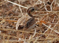 Quail Plover, Poli, Cameroon (5891141663).jpg