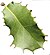 Quercus palmeri leaf white background.jpg
