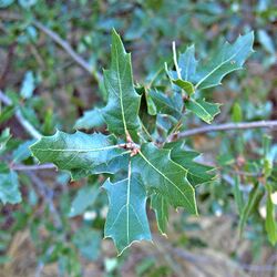 Quercus vaseyana (Vasey Oak) plant.jpg
