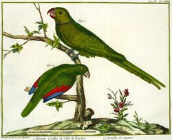 Illustration of two green parrots on branches