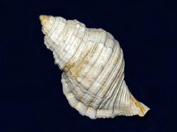 Ranellidae - Monoplex parthenopeus-000.JPG