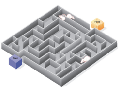 Rats and cognitive maps and maze.png