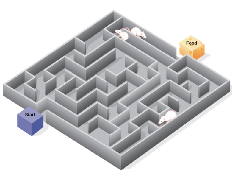 File:Rats and cognitive maps and maze.png