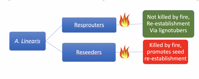 File:Resprouters and Reseeders.png