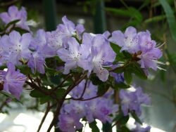 Rhododendron augustinii 03.JPG