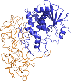 Ricin structure.png
