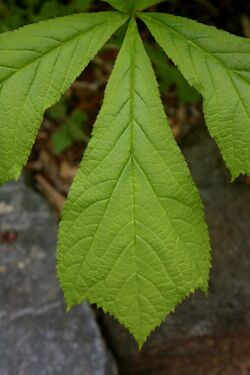 Rodgersia podophylla 3.JPG