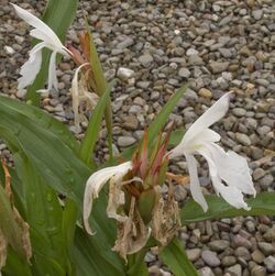 Roscoea x beesiana Monique.jpg