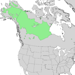 Salix arbusculoides range map 2.png