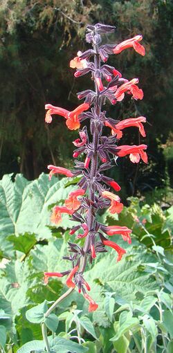 Salvia rubescens (10195181096).jpg