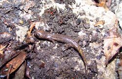 Samwel Shasta Salamander imported from iNaturalist photo 115960586 on 22 December 2021.jpg