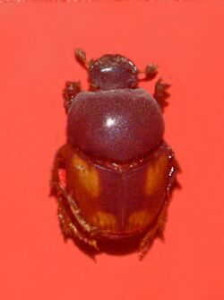 Scarabaeidae - Caccobius schrebieri.JPG