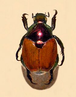 Scarabaeidae - Popillia cupricollis.JPG