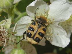 Scarabaeidae - Trichius gallicus.jpg