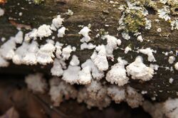 Schizophyllum commune, Fuzzy Fungi.jpg