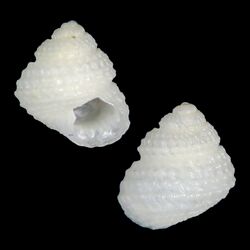 Seashell Herpetopoma naokoae.jpg