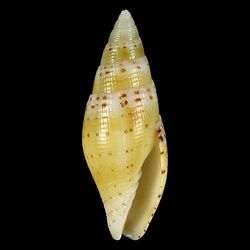 Seashell Scabricola lorenzi.jpg