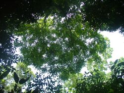 Simarouba amara canopy.JPG