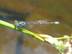 Small blue and black damselfly (5378798753).jpg