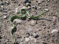 Smooth Green Snake (11856962215).jpg