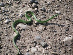 Smooth Green Snake (11856962215).jpg