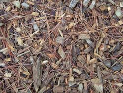 Soil improvement and protection - wood chip mulch at Wisley.JPG