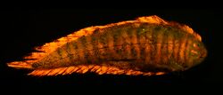 Soleichthys heterorhinos biofluorescence.jpg