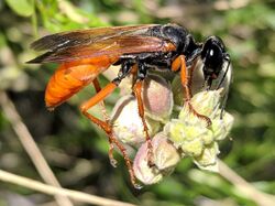 Sphex ashmeadi on desert willow (cropped).jpg