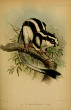 Colour illustration of a striped possum sitting on a tree branch