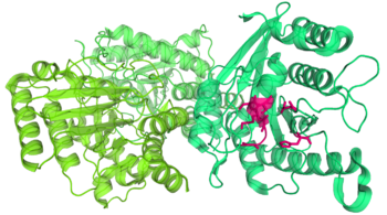 Toc34 from a pea plant. Toc34 has three almost identical molecules (shown in slightly different shades of green), each of which forms a dimer with one of its adjacent molecules. Part of a GDP molecule binding site is highlighted in pink.[51]