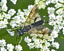 Tenthredinidae - Macrophya montana (male).JPG