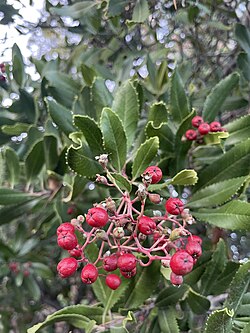 Toyon Fruit Gall Midge imported from iNaturalist photo 247800682 on 13 November 2023.jpg
