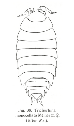 Trichorhina tomentosa.png