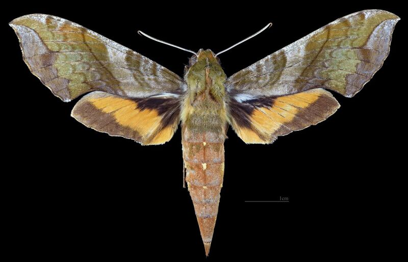 File:Xylophanes pluto MHNT CUT 2010 0 295 San Blas, Nayarit, Mexico, female dorsal.jpg