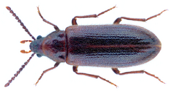 Zilora ferruginea (Paykull, 1798).png