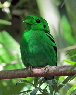 Малый зеленый рогоклюв Calyptomena viridis.jpg