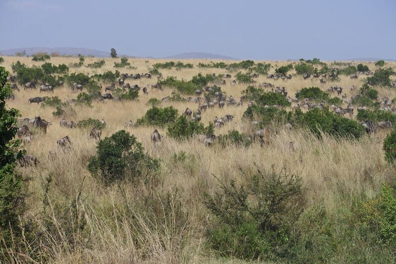 File:2017 Wildebeest migration Kenya 11.jpg