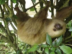 2 toed sloth.jpg