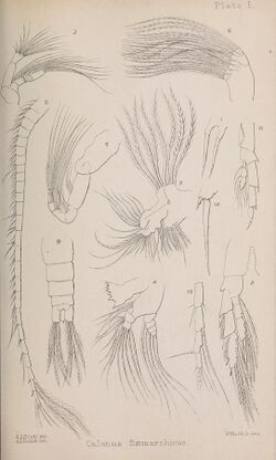 A monograph of the free and semi-parasitic Copepoda of the British islands (Plate I) (7636944936).jpg