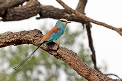 Abyssinian roller (Coracias abyssinicus).jpg