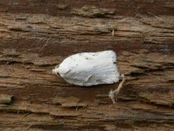 Acleris kochiella.jpg